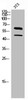 Western Blot analysis of 3T3 cells using M-CSF Polyclonal Antibody