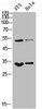 Western Blot analysis of NIH-3T3 Hela cells using M-CSF Polyclonal Antibody