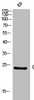 Western Blot analysis of KB cells using CD53 Polyclonal Antibody