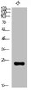 Western Blot analysis of KB cells using CD53 Polyclonal Antibody
