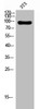 Western Blot analysis of 3T3 cells using P-Selectin Polyclonal Antibody