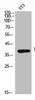 Western Blot analysis of NIH-3T3 cells using CD158a Polyclonal Antibody