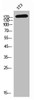 Western Blot analysis of NIH-3T3 cells using CD232 Polyclonal Antibody