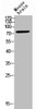 Western Blot analysis of MOUSE-BRAIN cells using CD180 Polyclonal Antibody