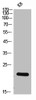 Western Blot analysis of KB cells using NKp30 Polyclonal Antibody