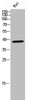 Western Blot analysis of rat cells using NUDC Polyclonal Antibody