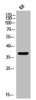 Western Blot analysis of KB cells using CREB-1 Polyclonal Antibody