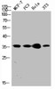 Western Blot analysis of Hela NIH-3T3 MCF7 PC-3 cells using CREB-1 Polyclonal Antibody