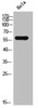 Western Blot analysis of HELA cells using ALS2CR13 Polyclonal Antibody