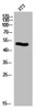 Western Blot analysis of NIH-3T3 cells using Cytokeratin 14/16 Polyclonal Antibody