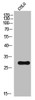 Western Blot analysis of COLO cells using ATF-1 Polyclonal Antibody