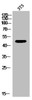 Western Blot analysis of 3T3 cells using GPR173 Polyclonal Antibody