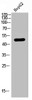 Western Blot analysis of HEPG2 using LPAAT-θ Polyclonal Antibody