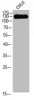 Western Blot analysis of COLO cells using CEP135 Polyclonal Antibody