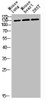 Western blot analysis of mouse-lung mouse-heart 293T lysis using CEP135 antibody.