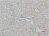 Immunohistochemical analysis of paraffin-embedded Mouse Kidney Tissue using Mas1 Polyclonal Antibody.