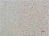Immunohistochemical analysis of paraffin-embedded Rat Brain Tissue using CASR Polyclonal Antibody.