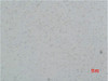 Immunohistochemical analysis of paraffin-embedded Rat Brain Tissue using L-type Ca++ CP γ5 Polyclonal Antibody.