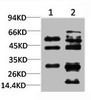 Western blot analysis of 1) Mouse Liver Tissue, 2) Rat Liver Tissue using TGFβ1 Polyclonal Antibody.