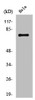 Western Blot analysis of HeLa cells using Amphiphysin I Polyclonal Antibody