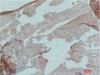 Immunohistochemical analysis of paraffin-embedded Mouse Skeletal Muslce Tissue using AMPKα1 Polyclonal Antibody.