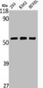 Western Blot analysis of NIH-3T3 K562 HuvEc cells using Phospho-Akt1 (T450) Polyclonal Antibody