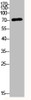 Western Blot analysis of various cells using Phospho-LIMK-1 (T508) Polyclonal Antibody