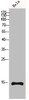 Western Blot analysis of HELA cells using Histone H4 Polyclonal Antibody