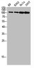Western blot analysis of KB K562 Hela 293T lysis using NFκB-p100 antibody.