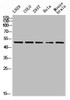 Western Blot analysis of L929 COLO 293T HELA MOUSE-brain cells using PTEN Polyclonal Antibody