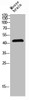 Western blot analysis of mouse-brain lysis using PTEN antibody.