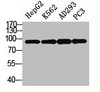 Western Blot analysis of HepG2 K562 AD293 PC3 cells using Stat3 Polyclonal Antibody