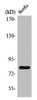 Western Blot analysis of HuvEc cells using Tau Polyclonal Antibody