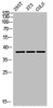 Western Blot analysis of 293T NIH-3T3 COLO cells using DGAT2L3 Polyclonal Antibody