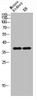 Western blot analysis of mouse-kidney KB lysis using DGAT2L3 antibody.