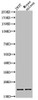 Western blot analysis of 293T mouse-spleen lysis using Acetyl-Histone H3 (K9) antibody.
