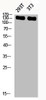 Western blot analysis of 293T 3T3 lysis using Phospho-IRS-1 (S636) antibody.