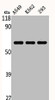 Western Blot analysis of A549 K562 293 cells using c-Src Polyclonal Antibody