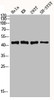 Western blot analysis of Hela KB 293T SH-SY5Y lysis using MKP-1/2 antibody.