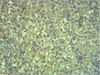 Immunohistochemical analysis of paraffin-embedded Mouse Liver Tissue using EPG5 Polyclonal Antibody.