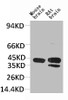 Western blot analysis of 1) Mouse BrainTissue, 2) Rat Brain Tissue with KCNK9 Rabbit pAb diluted at 1:2, 000.