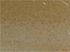 Immunohistochemical analysis of paraffin-embedded Rat BrainTissue using KCNK9 (TASK-3) Rabbit pAb diluted at 1:200.