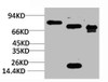 Western blot analysis of 1) Rat BrainTissue, 2) Mouse Brain Tissue, 3) HepG2 with KCNN2 (SK2) Rabbit pAb diluted at 1:2, 000.
