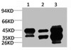 Western blot analysis of 1) HepG2, 2) 3T3, 3) Rat Heart Tissue with DUSP6 Rabbit pAb diluted at 1:3, 000.