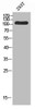 Western blot analysis of 293T using Topo IIIα antibody. Antibody was diluted at 1:500. Secondary antibody was diluted at 1:20000