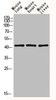 Western blot analysis of mouse-lung mouse-heart mouse-liver lysis using EDA antibody. Antibody was diluted at 1:1000. Secondary antibody was diluted at 1:20000