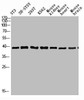 Western Blot analysis of various cells using Antibody diluted at 1:1000. Secondary antibody was diluted at 1:20000