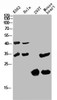 Western Blot analysis of various cells using Antibody diluted at 1:1000. Secondary antibody was diluted at 1:20000