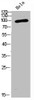 Western Blot analysis of Hela cells using Antibody diluted at 1:1000. Secondary antibody was diluted at 1:20000