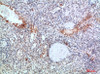 Immunohistochemical analysis of paraffin-embedded human-spleen, antibody was diluted at 1:200